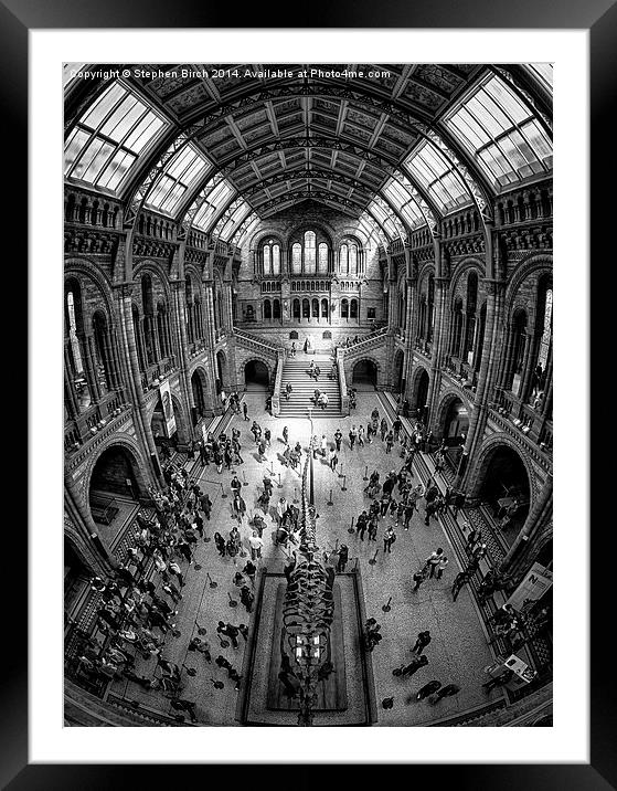 Natural History Museum, London Framed Mounted Print by Stephen Birch