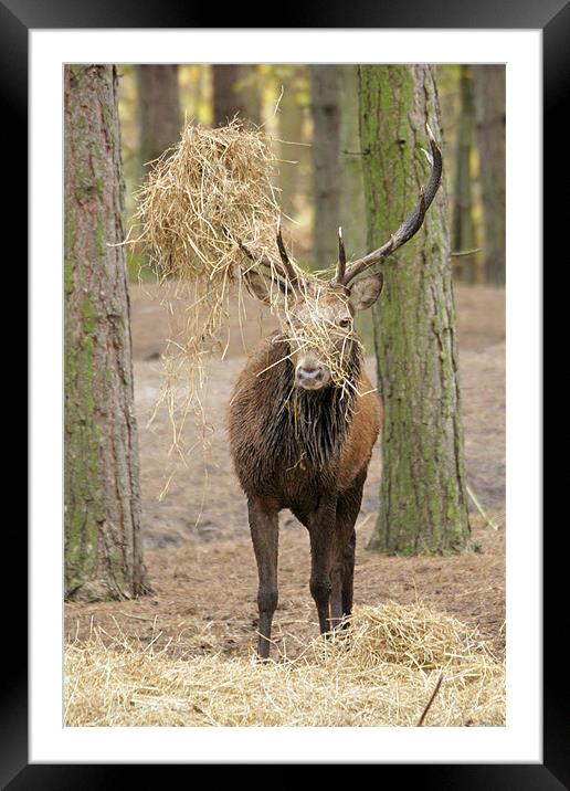 red deer stag in rut Framed Mounted Print by Martyn Bennett