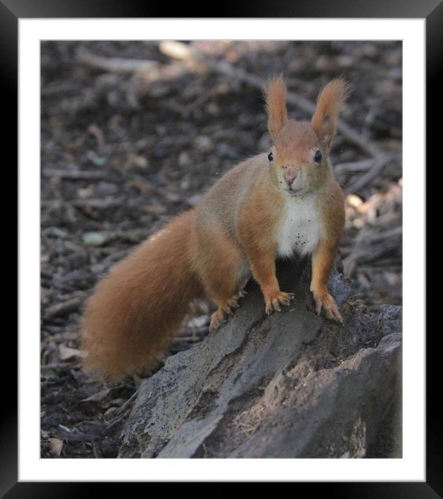 red squirrel dirty face Framed Mounted Print by Martyn Bennett