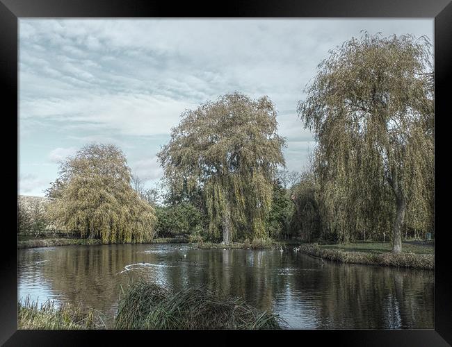 willows hdr Framed Print by Martyn Bennett