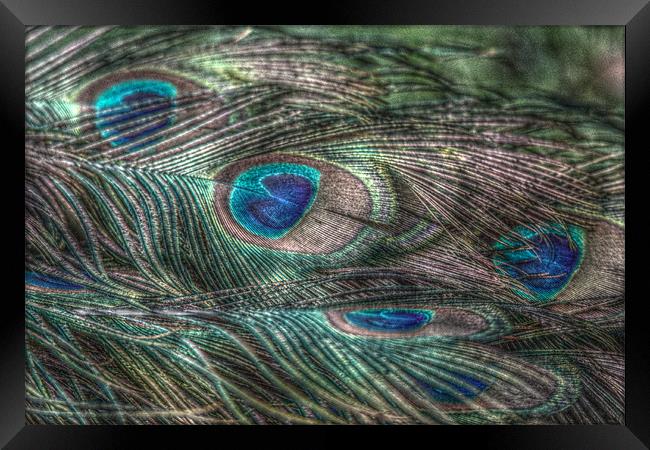 hdr peacock feathers Framed Print by Martyn Bennett