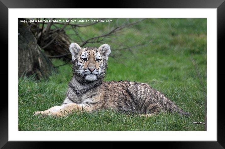 Tiger cub in the grass Framed Mounted Print by Martyn Bennett