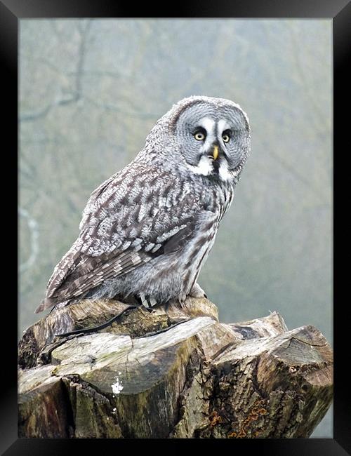 great grey owl Framed Print by Martyn Bennett