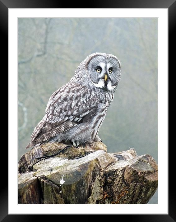 great grey owl Framed Mounted Print by Martyn Bennett