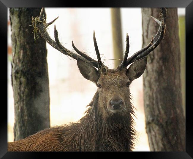 red deer stag Framed Print by Martyn Bennett