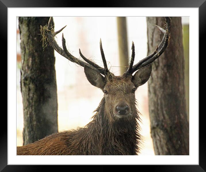 red deer stag Framed Mounted Print by Martyn Bennett