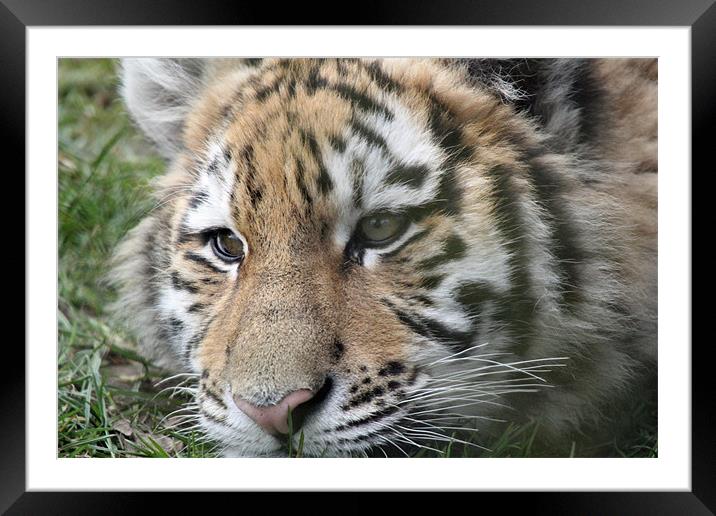 tiger cub Framed Mounted Print by Martyn Bennett