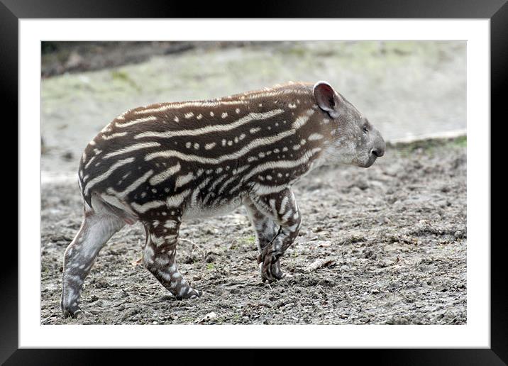 baby tapir Framed Mounted Print by Martyn Bennett