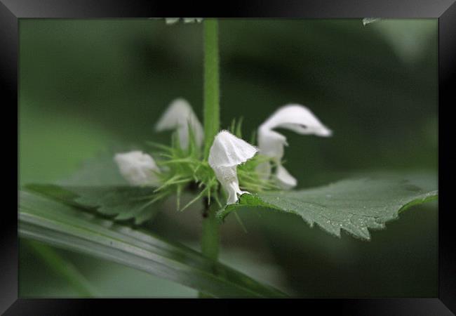 dead head nettles Framed Print by Martyn Bennett