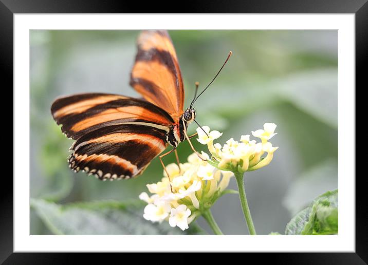butterfly feeding Framed Mounted Print by Martyn Bennett