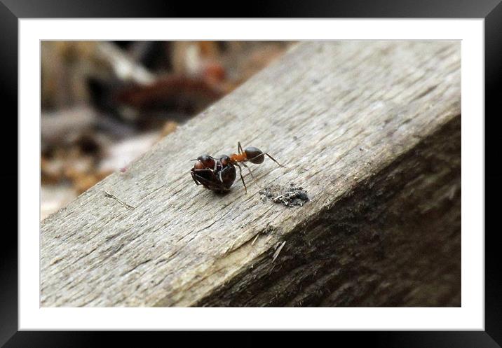 ants Framed Mounted Print by Martyn Bennett