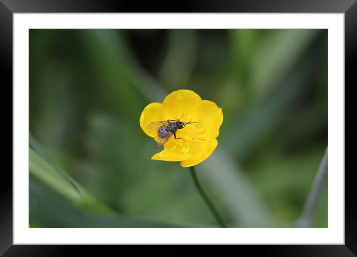 fly on a buttercup Framed Mounted Print by Martyn Bennett