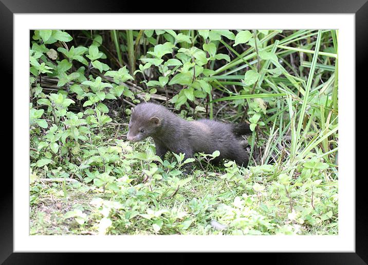 young wild mink Framed Mounted Print by Martyn Bennett