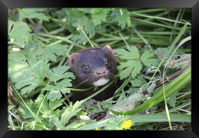 american mink Framed Print by Martyn Bennett