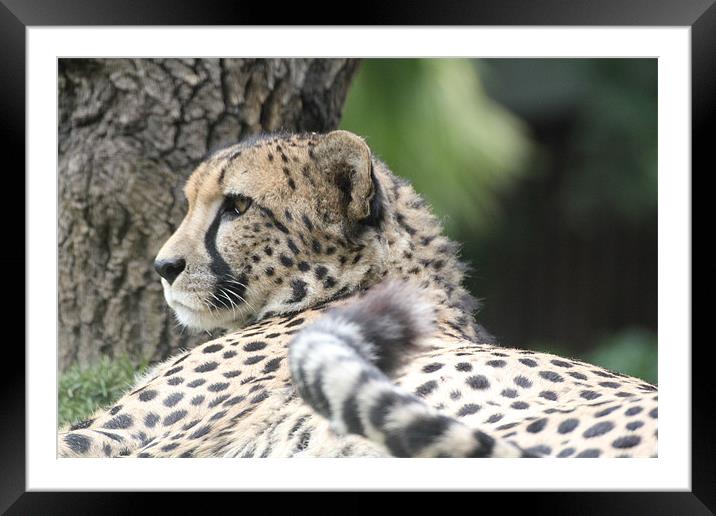 cheetah resting Framed Mounted Print by Martyn Bennett