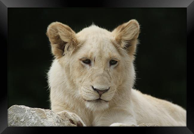 white lion cub Framed Print by Martyn Bennett