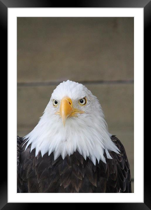 bald eagle Framed Mounted Print by Martyn Bennett