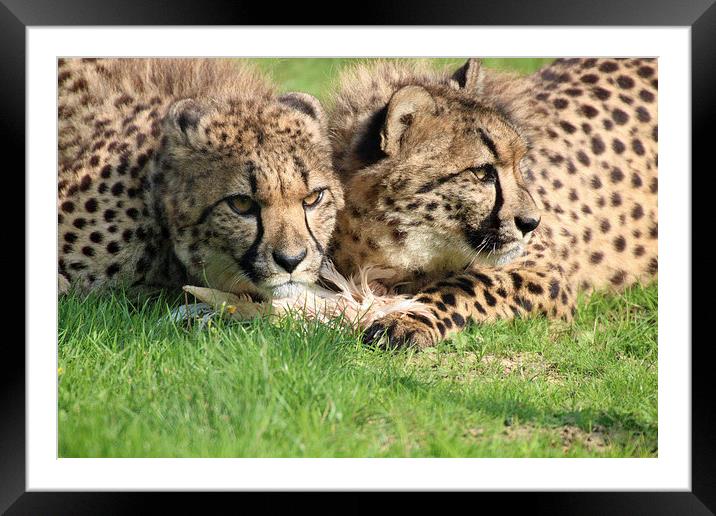 watching cheetahs Framed Mounted Print by Martyn Bennett