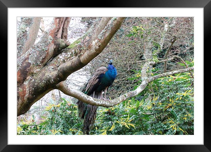 peacock up a tree Framed Mounted Print by Martyn Bennett