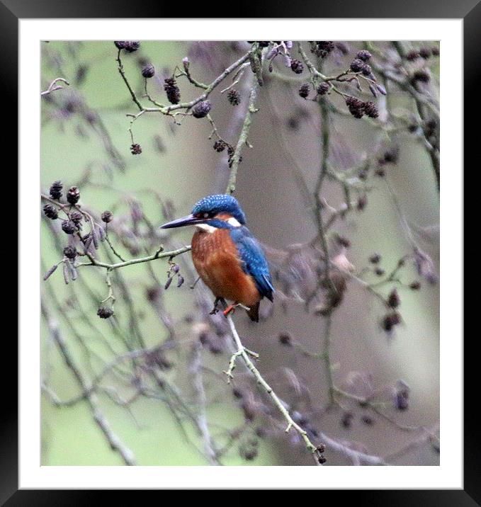 kingfisher looking Framed Mounted Print by Martyn Bennett