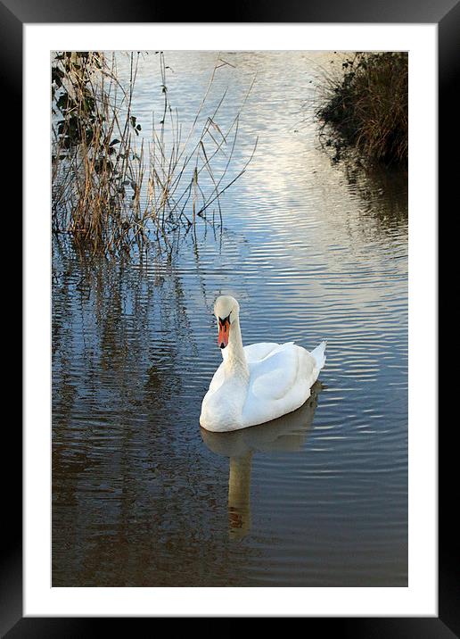 swan drifting Framed Mounted Print by Martyn Bennett