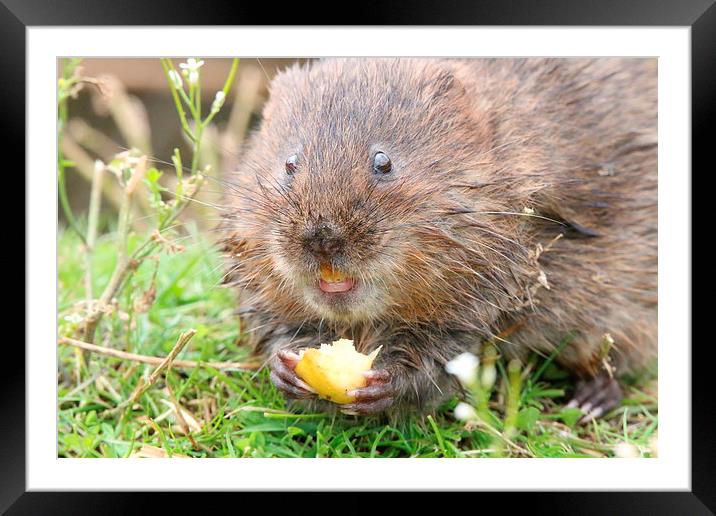 water vole eating Framed Mounted Print by Martyn Bennett
