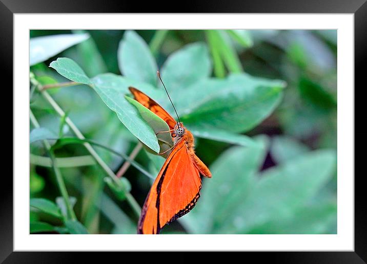  resting Framed Mounted Print by Martyn Bennett