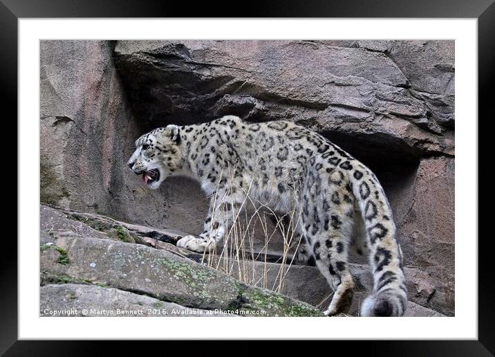 snow leopard on rocks Framed Mounted Print by Martyn Bennett