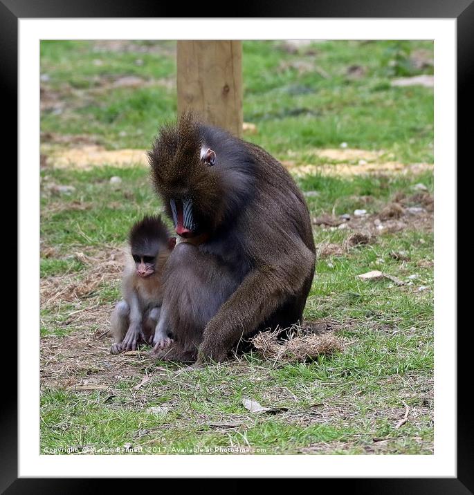 mum and baby Framed Mounted Print by Martyn Bennett