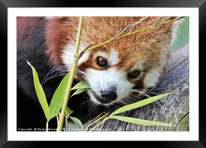 red panda and bamboo Framed Mounted Print by Martyn Bennett