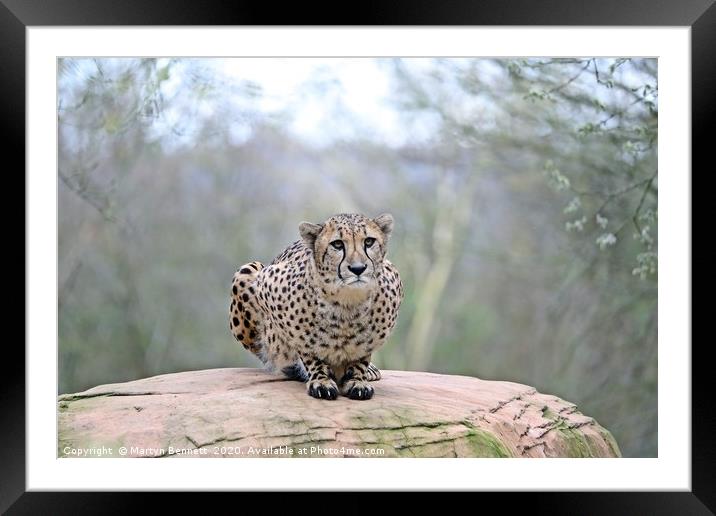 ready to pounce Framed Mounted Print by Martyn Bennett