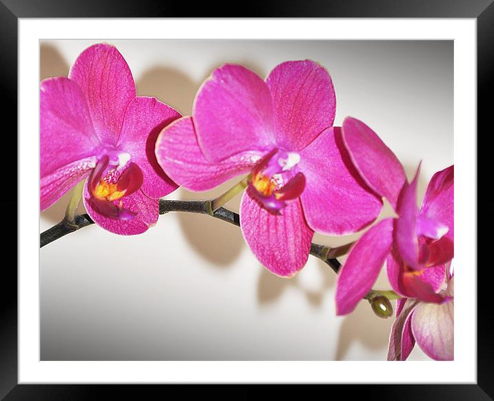 orchid cute pink Framed Mounted Print by Nataliya Lazaryeva