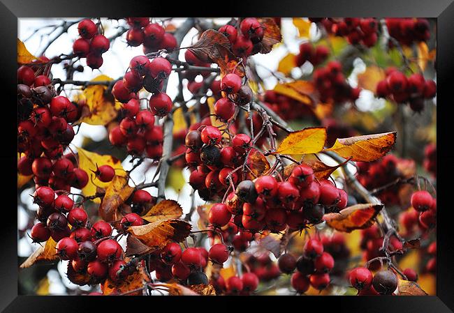autumn red berries birdy food Framed Print by Nataliya Lazaryeva