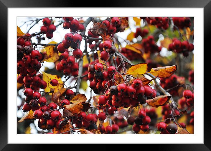 autumn red berries birdy food Framed Mounted Print by Nataliya Lazaryeva