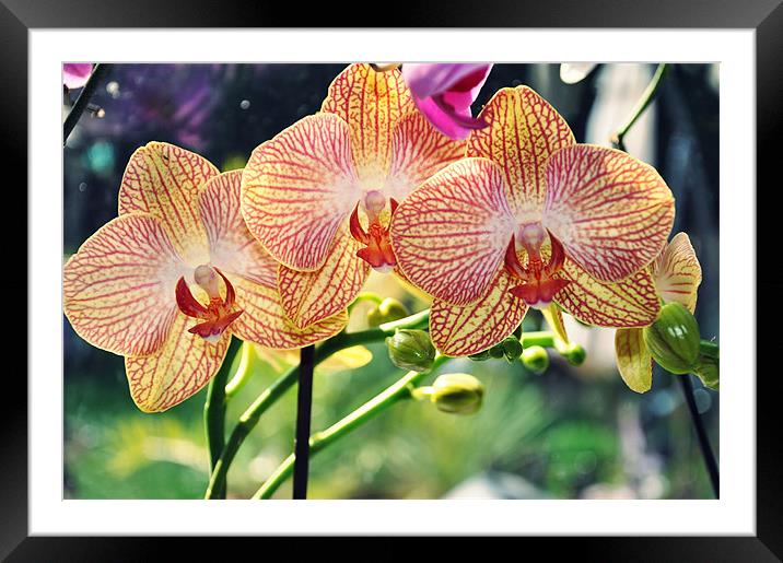 tiger orchid flowering Framed Mounted Print by Nataliya Lazaryeva