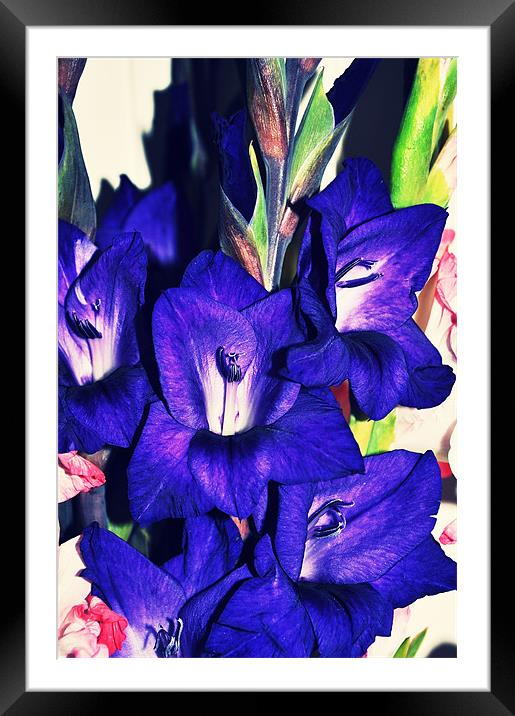 amazing purple gladiolus bright flower Framed Mounted Print by Nataliya Lazaryeva