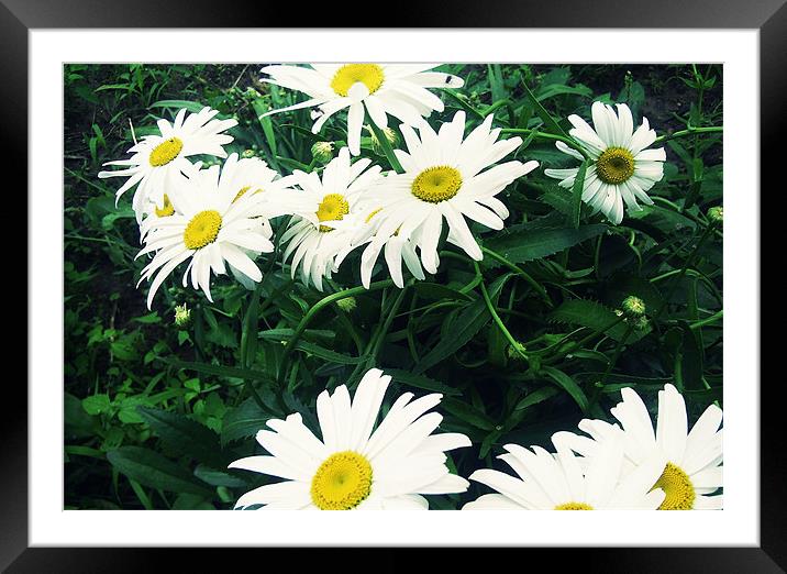 lovely daisy flower Framed Mounted Print by Nataliya Lazaryeva