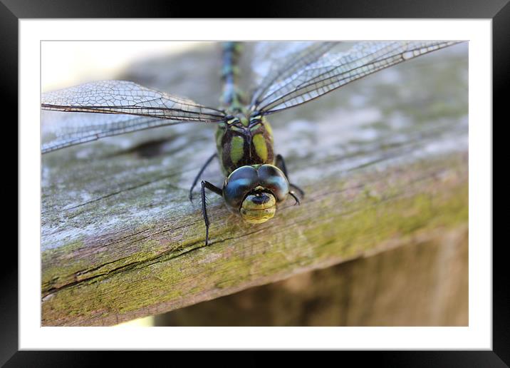 dragonfly happy face Framed Mounted Print by DANIEL STOKES