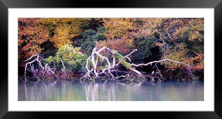 The Creek's Claws Framed Mounted Print by Michael Bolton