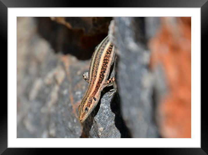 Turkish Gecko Framed Mounted Print by Michael Bolton