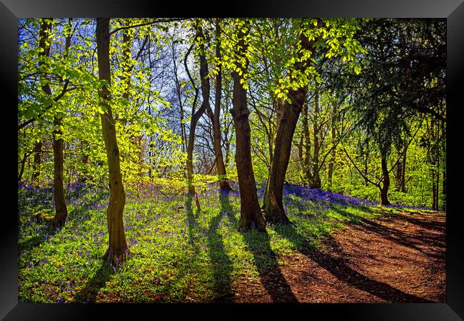 Woolley Wood Spring Shadows Framed Print by Darren Galpin