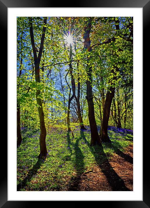 Woolley Wood Spring Shadows Framed Mounted Print by Darren Galpin