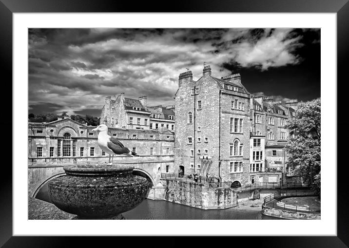 Pulteney Bridge Lookout Framed Mounted Print by Darren Galpin