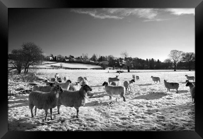 Field of Sheep near Bamford Framed Print by Darren Galpin