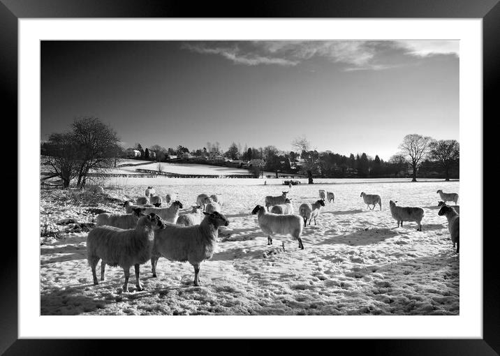 Field of Sheep near Bamford Framed Mounted Print by Darren Galpin