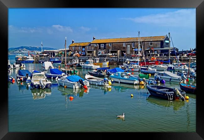 Lyme Regis Harbour  Framed Print by Darren Galpin