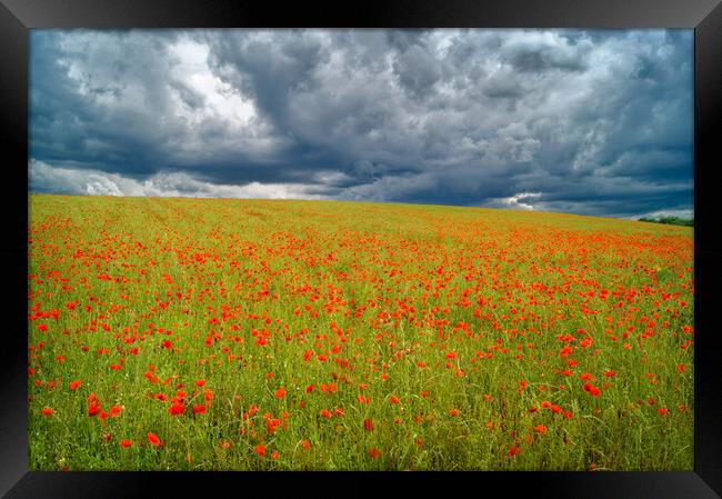 Barnsley Poppy Field Framed Print by Darren Galpin