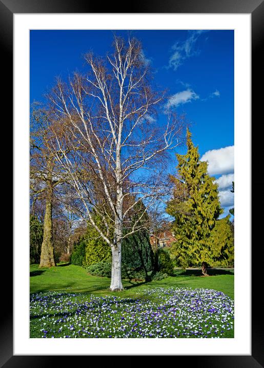 Crocuses and Silver Birch Framed Mounted Print by Darren Galpin