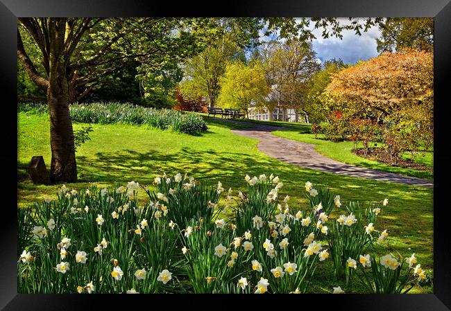Spring in Sheffield Botanical Gardens Framed Print by Darren Galpin