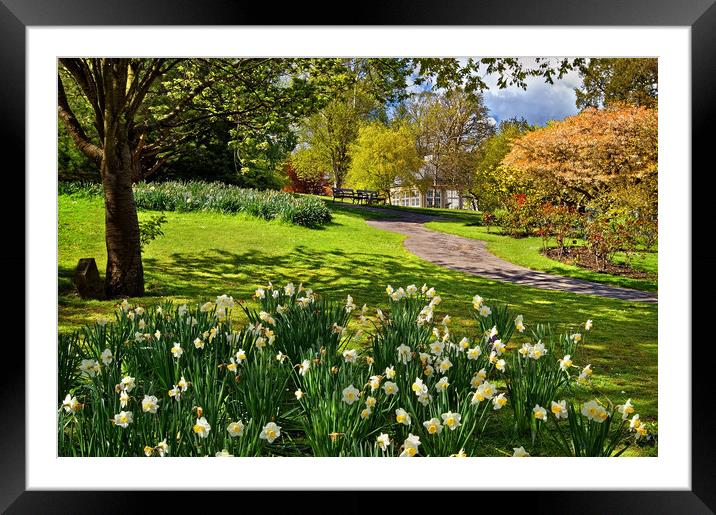 Spring in Sheffield Botanical Gardens Framed Mounted Print by Darren Galpin